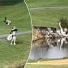 Horrifying moment rogue goose attacks unsuspecting golfer to spark carnage on the course