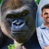 KIJK. 100 mannen vs. 1 gorilla: hypothetische vraag leidt tot internethysterie