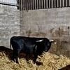 Moo-ving story! Runaway bull that terrified passers-by as it tore round Birmingham is happily rehomed in animal sanctuary