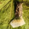 Animals react to secret sounds from plants, say scientists