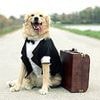 How a snap of your dog on your desk can reduce anger and calm an office spat