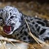 What a lovely Little Lady! Kent animal sanctuary announces birth of sweet snow leopard cub