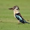 Des scientifiques découvrent un taux important de changement de sexe chez certains oiseaux