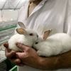 Avec l’abandon progressif de la cage, les éleveurs de lapins veulent reprendre du poil de la bête