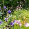Nederland sproeit erop los (en dat is juist niet wat je moet doen voor een mooie groene tuin)