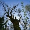 Tegeler Forst: Wie hat der älteste Baum Berlins den Sturm überstanden?