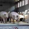 Bovins, porcs, moutons… Comment les transporteurs font face à la canicule