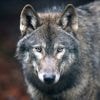 Meerderheid van de Nederlanders vindt dat ‘probleemwolf’ mag worden doodgeschoten