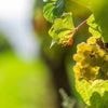 Vendanges : dans ce département, les saisonniers peuvent cumuler leur RSA et leur salaire