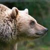 Blutspur im japanischen Gebirge: Bär schleppt Wanderer in den Wald - Mann tot