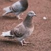 Für Vögel hochansteckende Newcastle-Krankheit: Erneut Taubenseuche im Tierheim Berlin ausgebrochen