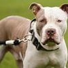 Woman, 69, airlifted to hospital after being 'attacked by two XL Bully dogs and another hound': Man, 76, is charged over mauling