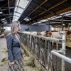 Kritiek op nieuwe stikstofwet minister Wiersma: 'Onverantwoord en zeer riskant'