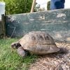 Bejaarde schildpad ontsnapt na 67 jaar uit tuin van baasje in Gronings dorp