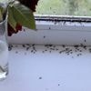 Lorbeer gegen Insekten: Effektiver Trick für den Sommer