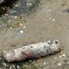 Deux obus découverts sur une plage en Bretagne