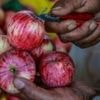 Indian scientists search for the perfect apple