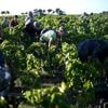 La production de vin en 2025 devrait être légèrement supérieure à celle de 2024