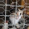 « C’est inacceptable » : enquête ouverte après la mort de chats par empoisonnement en Maine-et-Loire
