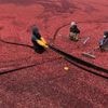 Massachusetts cranberry bogs are being given a second life as vibrant wetlands