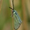 Rare moth spotted for first time in 50 years