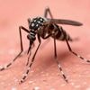 Un cas autochtone de chikungunya confirmé dans les Landes