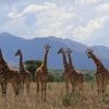 Von wegen „die“ Giraffe: Weltnaturschutzunion erkennt vier Arten an