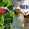 TEST MATCH BREAKFAST: Lord's' ladybirds aren't the first bug attack on English cricket - and how Rishabh Pant predicted his own peril