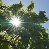 Canicule : avec plus de 40 degrés en Indre-et-Loire, les habitants s'adaptent