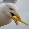 Expert reveals the secret to preventing seagulls from stealing your chips