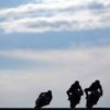 Moto. Mort de deux pilotes pendant une course du championnat britannique