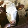 En Dordogne, des éleveurs créent une zone de "vaches à défendre" contre l'abattage d'un troupeau suspecté de tuberculose bovine