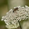 Unusual bee attack in French town leaves 24 injured, 3 critically