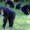 "C'est beaucoup plus équilibré que ce qu'on pensait" : contrairement aux idées reçues, chez les primates, les mâles ne sont pas toujours dominants