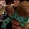 Baby sloths saved from infection by with 'onesie' bandage treatment YouTube video