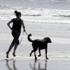 Chiens sur les plages. « Nous sommes trop nombreux pour vivre sans règles »