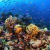 Voici 10 exemples poignants de merveilles naturelles qui ont disparu de la surface de la Terre