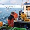 EU genehmigt sich viel zu viel Fischerei: Fangquoten beruhen auf falschen Bestandsgrößen