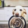 Iran : les chiens privés de promenades dans plusieurs villes du pays