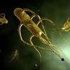 Major warning as UK cases of Victorian 'bleeding disease' reach record high