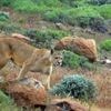 Un puma s’attaque à une enfant de 11 ans et charge sa famille avant d’être abattu, aux États-Unis
