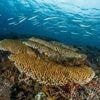 Sommet sur les océans : 3 questions sur le traité sur la haute mer, qui est au cœur des discussions