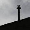 Live conclaaf | Meeuw steelt show op dak Sixtijnse Kapel