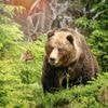 Man in Slovakije raakt zwaargewond na confrontatie met beer