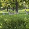 Huge London park with one of UK’s best playgrounds welcomes the first herd of deer in years