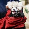 Labour council bans residents from using fireworks on Bonfire Night after red pandas 'killed by stress' from the loud bangs