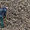 Landwirtschaft: Wie eine Zikade Zuckerrüben und Kartoffeln bedroht