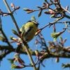 Comment participer au recensement des oiseaux organisé les 24 et 25 mai par la Ligue de protection des oiseaux