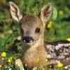 Zehntausende Tiere gerettet: Hohe Nachfrage nach Drohnen für Rehkitzrettung