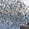 Folgen von Social Media: Natur im Fokus - Wenn Fotos Tiere stören